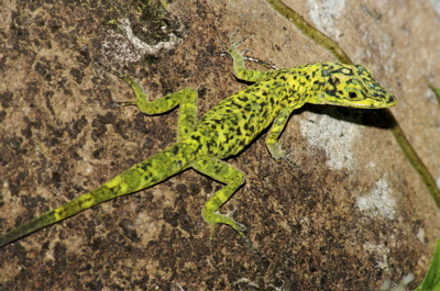 Anolis aeneus