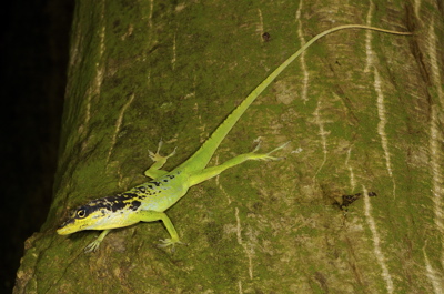 Anolis roquet