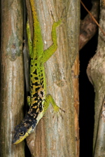 Anolis roquet