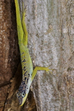 Anolis roquet