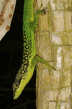 Anolis roquet