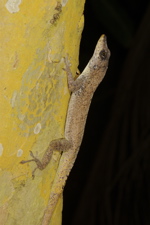 Anolis roquet