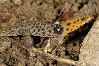 Sphaerodactylus vincenti